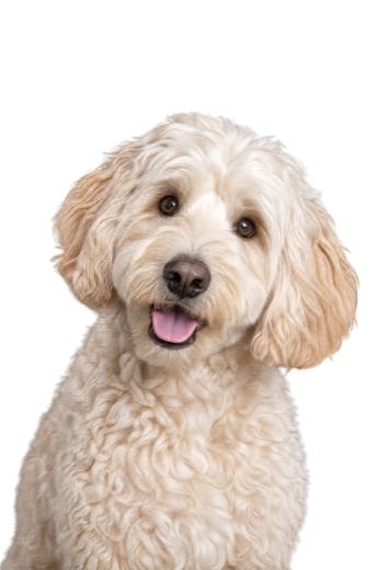 Crèmekleurige labradoodle die vrolijk in de camera kijkt