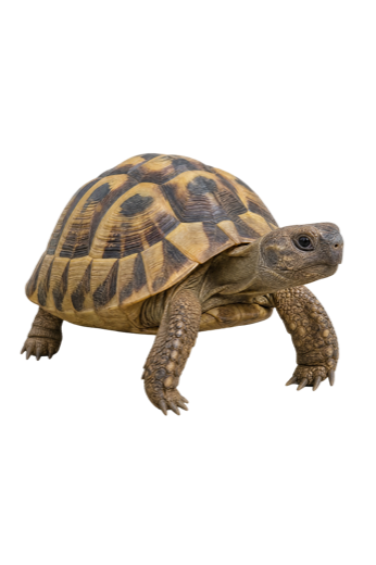 Landschildpad die vooruit kijkt